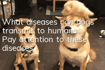 What diseases can dogs transmit to humans? Pay attention to these diseases