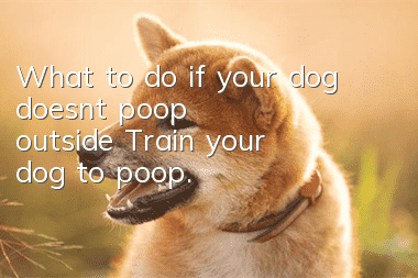 What to do if your dog doesn’t poop outside? Train your dog to poop.