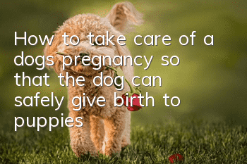 How to take care of a dog’s pregnancy so that the dog can safely give birth to puppies