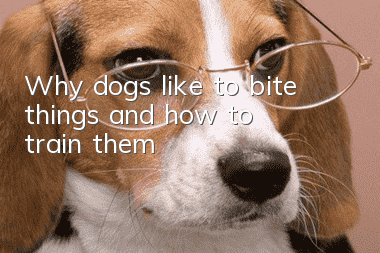 Why dogs like to bite things and how to train them