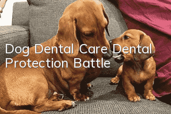 Dog Dental Care Dental Protection Battle
