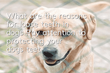 What are the reasons for loose teeth in dogs? Pay attention to protecting your dog’s teeth.