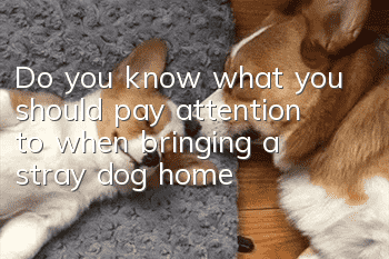 Do you know what you should pay attention to when bringing a stray dog home?