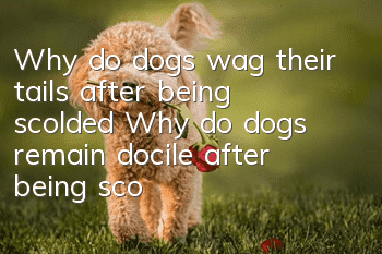 Why do dogs wag their tails after being scolded? Why do dogs remain docile after being scolded?