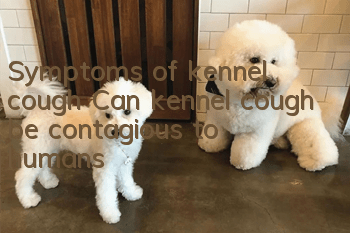 Symptoms of kennel cough Can kennel cough be contagious to humans?