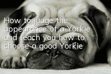 How to judge the appearance of a Yorkie and teach you how to choose a good Yorkie