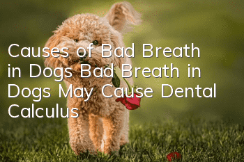Causes of Bad Breath in Dogs Bad Breath in Dogs May Cause Dental Calculus