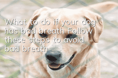 What to do if your dog has bad breath? Follow these steps to avoid bad breath