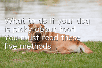 What to do if your dog is picky about food? You must read these five methods