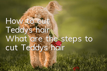 How to cut Teddy's hair? What are the steps to cut Teddy's hair?
