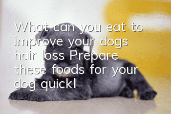 What can you eat to improve your dog’s hair loss? Prepare these foods for your dog quickly
