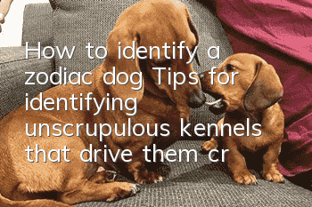 How to identify a zodiac dog? Tips for identifying unscrupulous kennels that drive them crazy