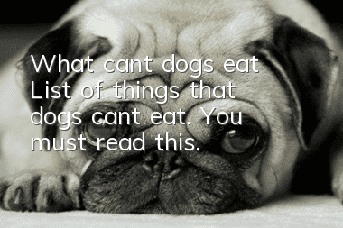What can’t dogs eat? List of things that dogs can’t eat. You must read this.