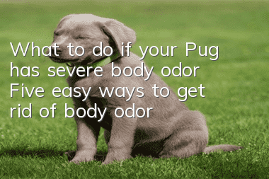 What to do if your Pug has severe body odor? Five easy ways to get rid of body odor