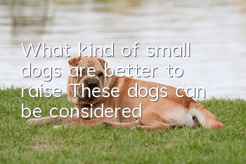 What kind of small dogs are better to raise? These dogs can be considered