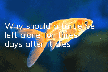 Why should a turtle be left alone for three days after it dies?