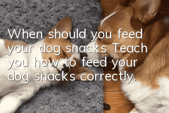 When should you feed your dog snacks? Teach you how to feed your dog snacks correctly.
