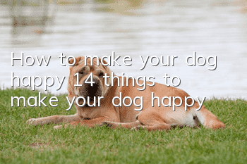 How to make your dog happy 14 things to make your dog happy