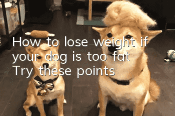 How to lose weight if your dog is too fat? Try these points