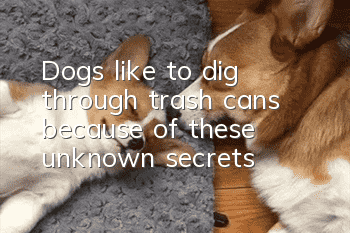 Dogs like to dig through trash cans because of these unknown secrets