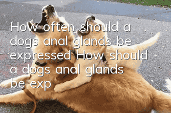 How often should a dog’s anal glands be expressed? How should a dog’s anal glands be expressed?