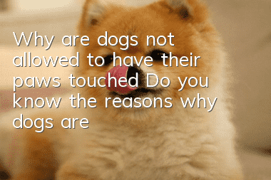 Why are dogs not allowed to have their paws touched? Do you know the reasons why dogs are not allowed to have their paws touched?