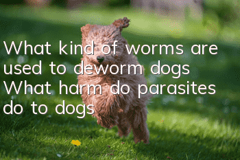 What kind of worms are used to deworm dogs? What harm do parasites do to dogs?