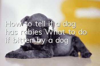 How to tell if a dog has rabies? What to do if bitten by a dog