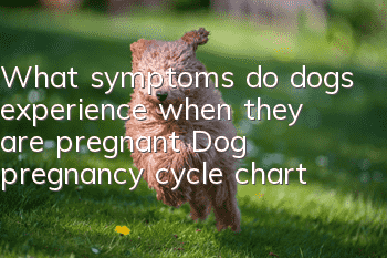 What symptoms do dogs experience when they are pregnant? Dog pregnancy cycle chart
