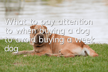 What to pay attention to when buying a dog to avoid buying a week dog