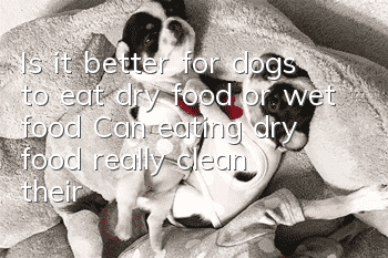 Is it better for dogs to eat dry food or wet food? Can eating dry food really clean their teeth?