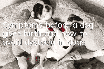 Symptoms before a dog gives birth and how to avoid dystocia in dogs