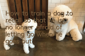 How to train a dog to recall so that he is no longer afraid of letting go when he goes out