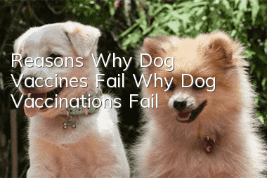 Reasons Why Dog Vaccines Fail Why Dog Vaccinations Fail