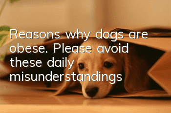 Reasons why dogs are obese. Please avoid these daily misunderstandings