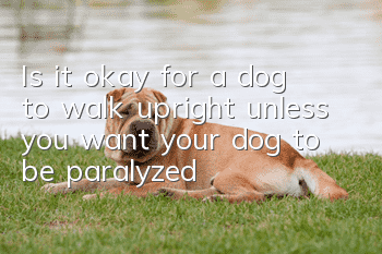 Is it okay for a dog to walk upright unless you want your dog to be paralyzed?