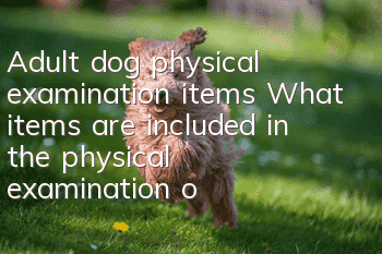 Adult dog physical examination items What items are included in the physical examination of your own dog?
