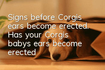 Signs before Corgi’s ears become erected. Has your Corgi’s baby’s ears become erected?