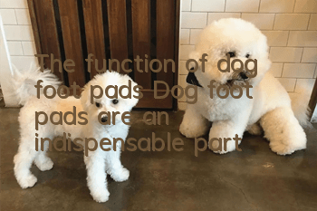 The function of dog foot pads Dog foot pads are an indispensable part