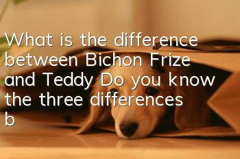 What is the difference between Bichon Frize and Teddy? Do you know the three differences between Bichon Frize and Teddy?
