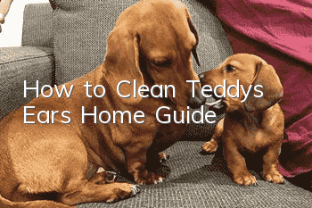 How to Clean Teddy’s Ears Home Guide