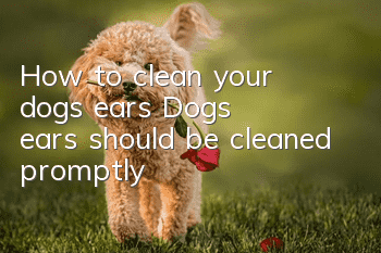How to clean your dog’s ears Dog’s ears should be cleaned promptly