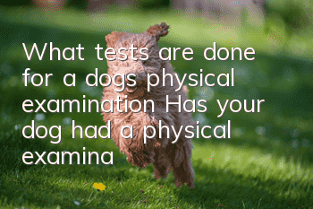 What tests are done for a dog’s physical examination? Has your dog had a physical examination?