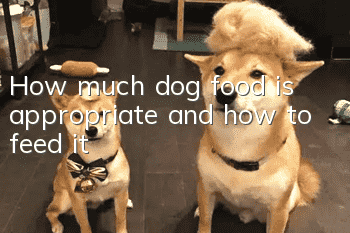 How much dog food is appropriate and how to feed it
