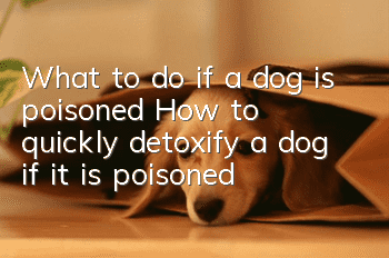 What to do if a dog is poisoned How to quickly detoxify a dog if it is poisoned