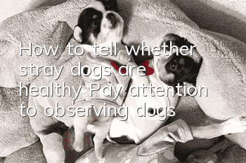 How to tell whether stray dogs are healthy? Pay attention to observing dogs