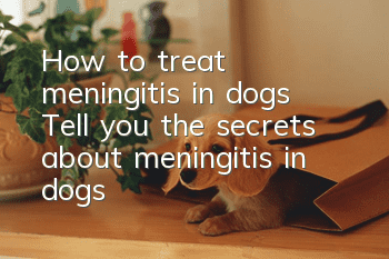 How to treat meningitis in dogs Tell you the secrets about meningitis in dogs
