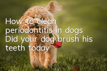 How to clean periodontitis in dogs? Did your dog brush his teeth today?