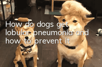 How do dogs get lobular pneumonia and how to prevent it?