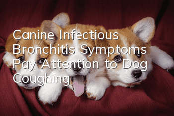 Canine Infectious Bronchitis Symptoms: Pay Attention to Dog Coughing